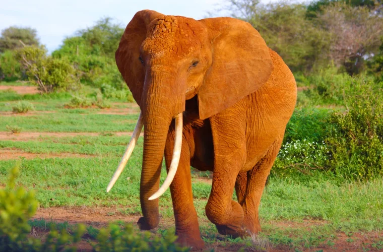 10 Tipps für die perfekte Safari-Reise